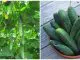 Kinh nghiệm để trồng dưa chuột trong thùng xốp: Cả giàn trĩu quả, ăn giòn ngọt, không đắng