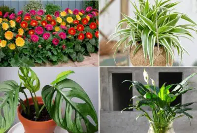 8 loại cây trồng trong nhà giúp bạn không bao giờ bị cảm lạnh và mất ngủ nữa
