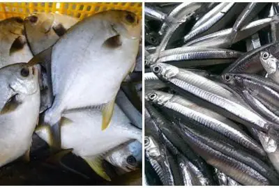 Người bán cá mách nhỏ: Đi chợ thấy 7 loại cá này nên mua ngay, cá sạch 100%, bổ dưỡng, giá bình dân