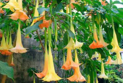 Độc tố trong loài hoa rất quen với người Việt mà ai cũng nên biết, vừa có 8 người nguy kịch vì hái ăn