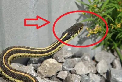 8 loại cây rắn nhìn thấy là tránh xa, trồng quanh nhà rắn không dám đến gần
