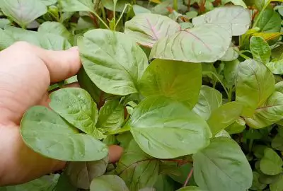 3 loại rau ‘trường thọ’ mọc dại đầy ở Việt Nam, nước ngoài quý hơn nhân sâm, tổ yến